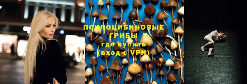 Псилоцибиновые грибы Cubensis  где продают наркотики  Кимовск 